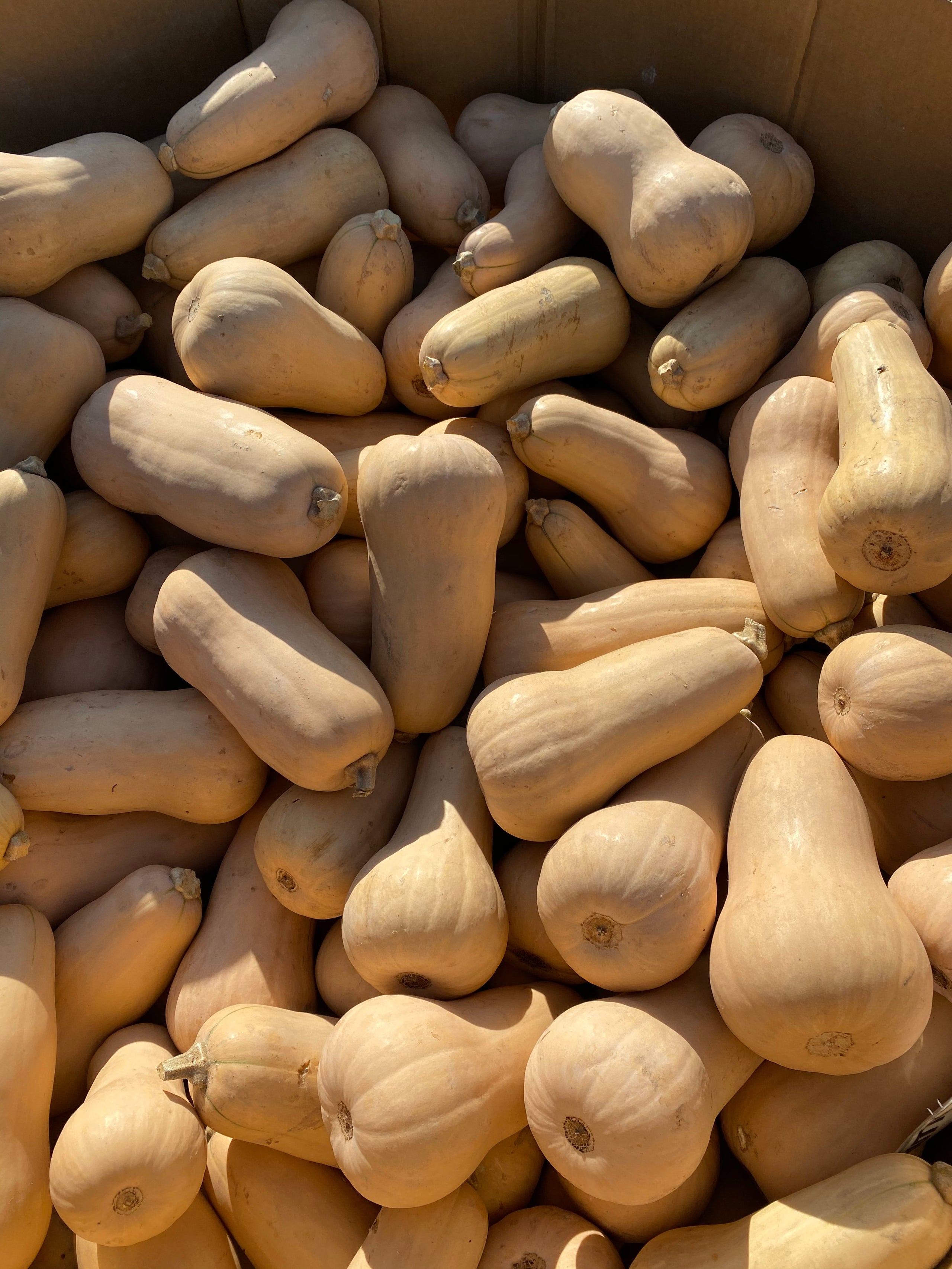 Butternut Squash price per pound Rodin Farm, The Fruit Stand